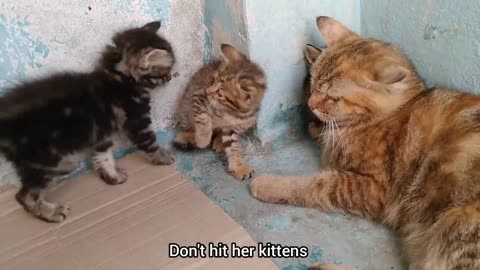 Mother Cat Scaring Rescue Kitten Even Her Own Kitten Got Scared Mother Adopted Him In 2 Days