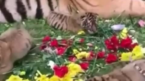 Wild animals zero distance from the tiger