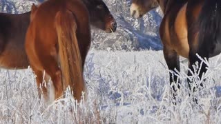 Beautiful wild horses somewhere in Russia