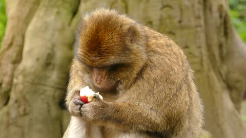 Monkey taking a tasty break