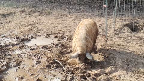 Just a Pig Playing in the Mud