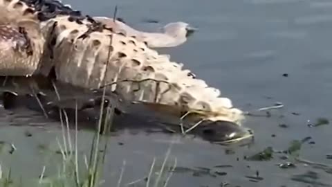 A dead alligator is dragged away by another alligator