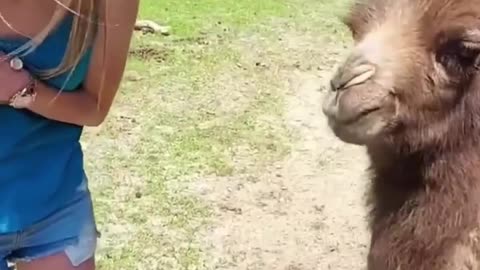 Funny Funny animal video