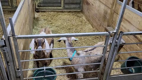 Can You Horse Trailer Goats?