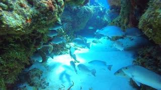 Cozumel Scuba Diving Paraiso Reef Tunnel Swimthrough 2