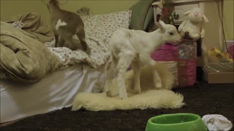 Newborn Lambs Meet Each Other For the First time ~ Extreme Cuteness