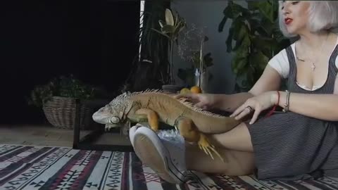 Iguana herbivorous lizards