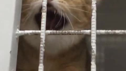 angry cat locked wild cat