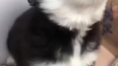 Hilarious Husky Puppy's Pawfect Serenade!