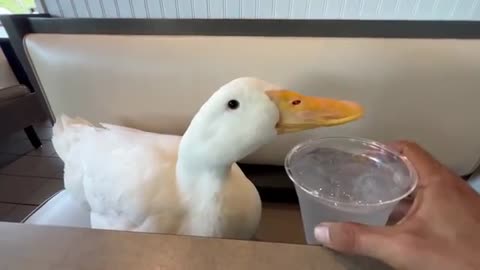 I took my duck to lunch_Cut