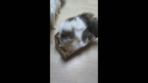 Box couldn't stand the cat