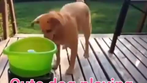 Cute dog playing