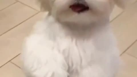 Cute puppy dance 🥰