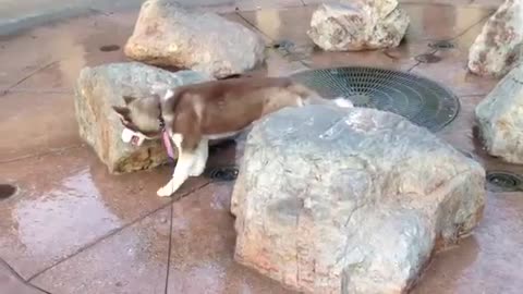 Husky Finds Out That Sitting On A Water Fountain Is Not A Good Idea