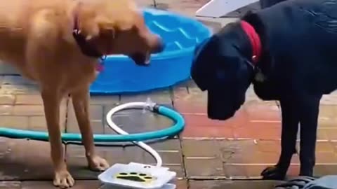 DOGS FUNNY VIDEOS