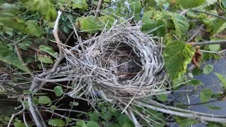 Bird Nest