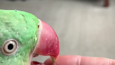 Slow motion tongue action … too funny !