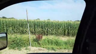 Mid-Summer Corn Crop on Kansas Farm