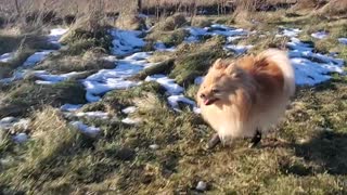 Adorable pomeranian runs like crazy in doggy leggings