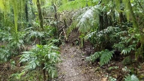 Araucaria Track Binna Burra