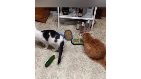 Cat and Cucumber