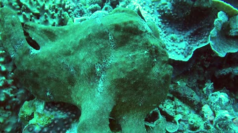 Another strange marine animal is this giant green frogfish - no sound