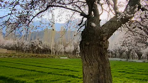 Blossom Season Gilgit Baltistan