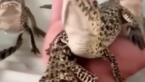 Baby alligators sound like Star Wars