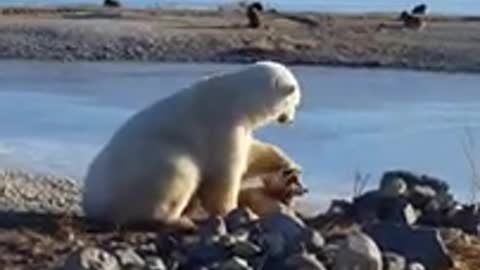 This Polar Bear petting a dog