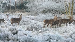 Wonderfully Deers in snowtime.