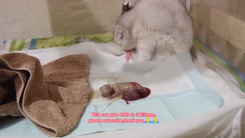 This cat gave birth to three kittens,cat giving birth,#kittens #cat giving birth