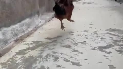 giant rooster running around happily