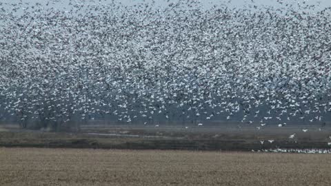 Snow Geese Migration - Timeless