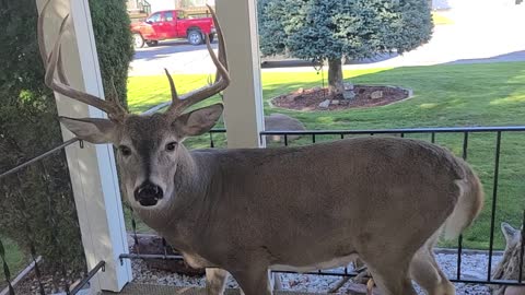 Two Trophy Bucks Hang on at Grandma's House Eating Pumpkins