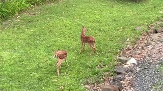 🦌 NW NC at The Treehouse 🌳 The fawns explore by themselves while Lady watches from up high 🦌