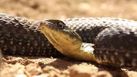 Snake close up and breathing sound