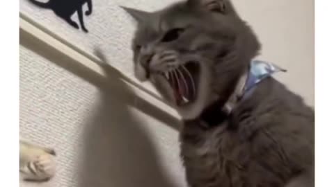 Cat Slap Drama: When Kitty Discipline Goes Viral!