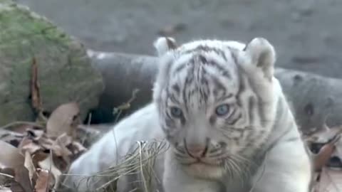 Cute white Tiger