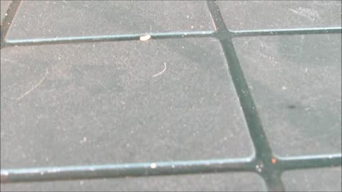 Worm "jumps" away to safety