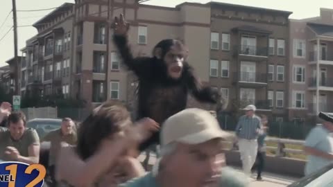 apes attacks the city. #scarymovie|