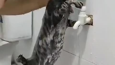 cat shower