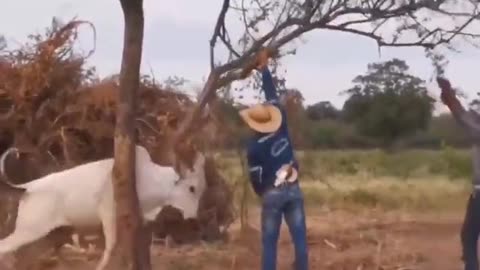 Cow vs crazy boy