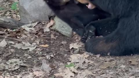 Small Bear Cub Leaves Mother to Play with Videographer