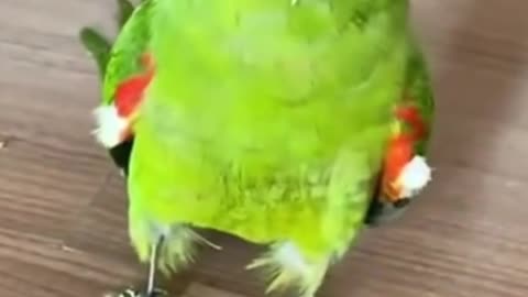 Disabled Parrot 🐦 very motivational bird