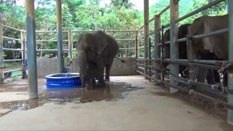 Baby Elephant Bath Time Part2