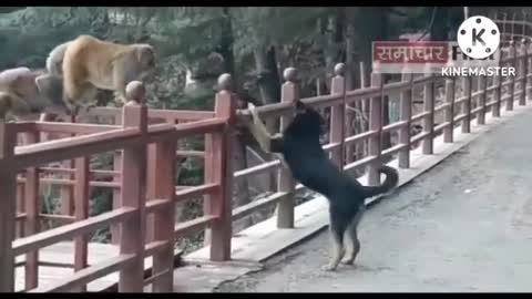 Monkey 🐵 vs Dog 🐕