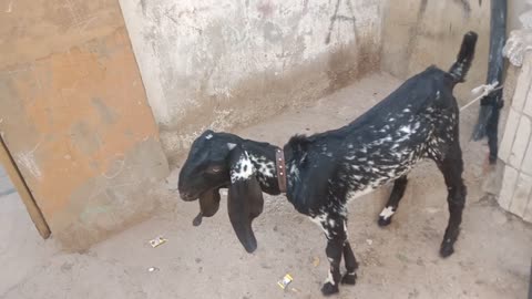 Baby goat and baby