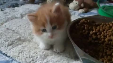 Cute main coon kitten