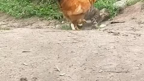 kucing_vs_ayam_🤪(720p)