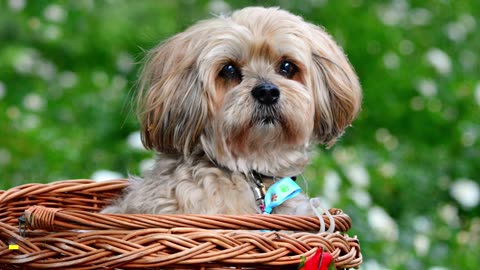 New Dog Breeds - List of 100 Most Popular Dog Breeds in the World.